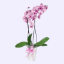 Almanya 2 Dallı Pembe Orkide resmi